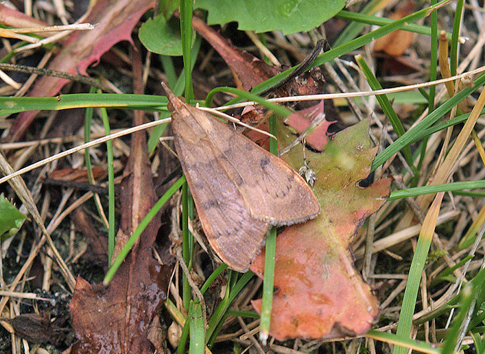 Hypena ..quale ? No, Uresiphita gilvata